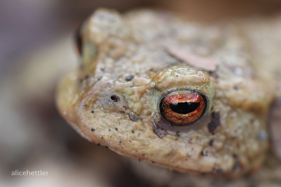 Erdkröte (Bufo bufo bufo)